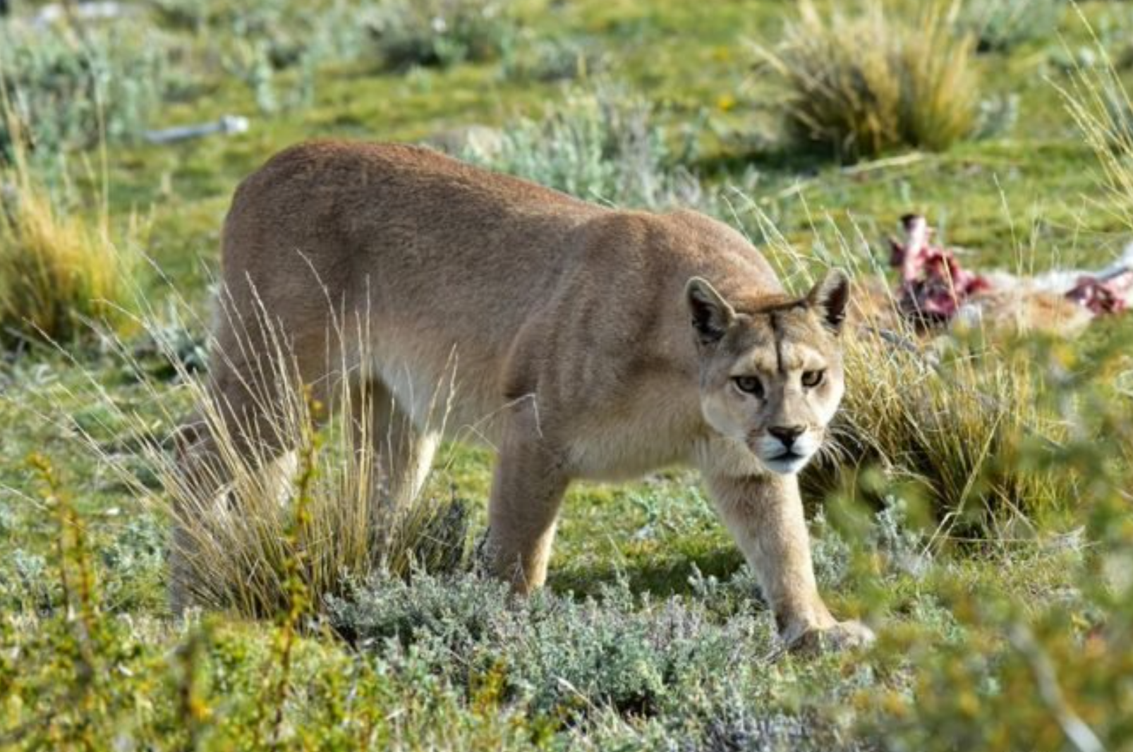 Puma hembra merodea San Pedro Garza García